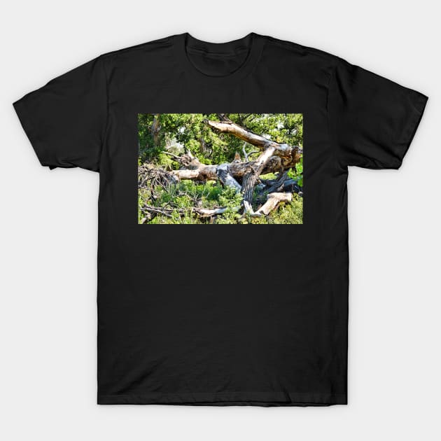 Deadwood on Cherry Creek Trail 1 T-Shirt by bobmeyers